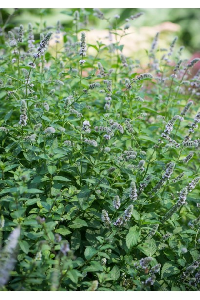 М’ята колосиста Якіма купити